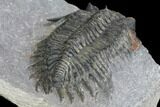Spiny Delocare (Saharops) Trilobite - Bou Lachrhal, Morocco #146695-5